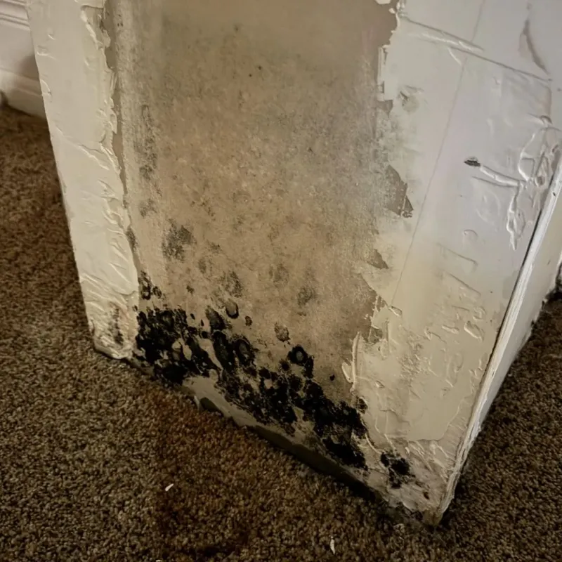 Professional Mold Removal in Macon County, IL